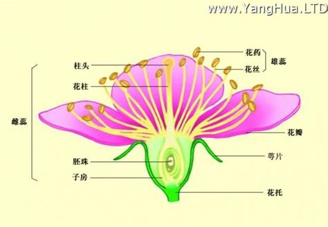 花芯 意思|【花芯 意思】花芯的意思｜與花蕊的分別一次看懂